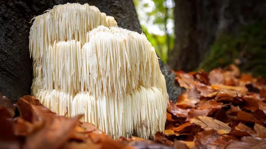 Lion's Mane Mushroom for Anxiety: NGF, Gut-Brain Axis and the Clinical Evidence