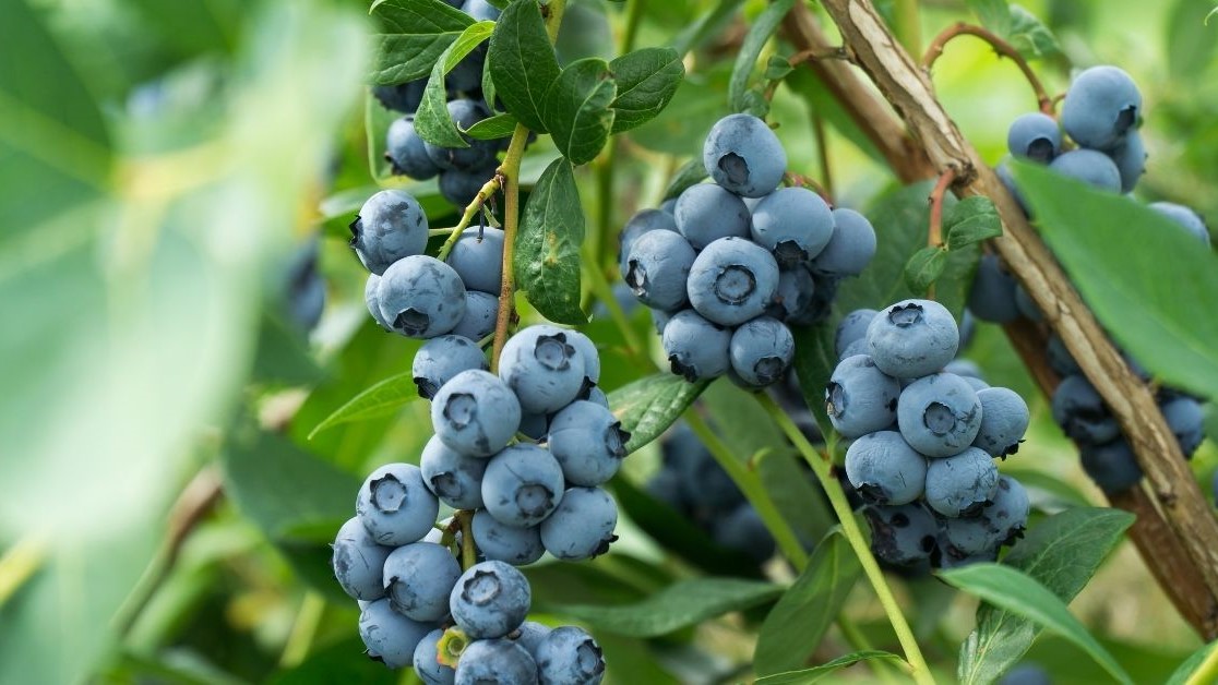 Blueberries and Heart Health: The Cardiovascular Evidence You Need to Know