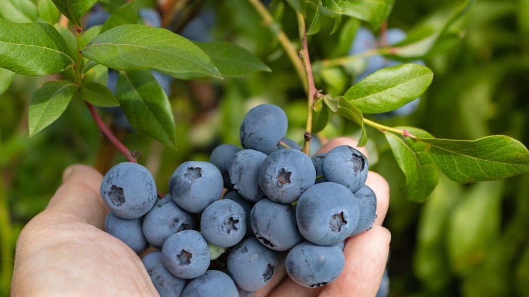 Blueberries for Memory and Brain Health: What the Clinical Trials Show