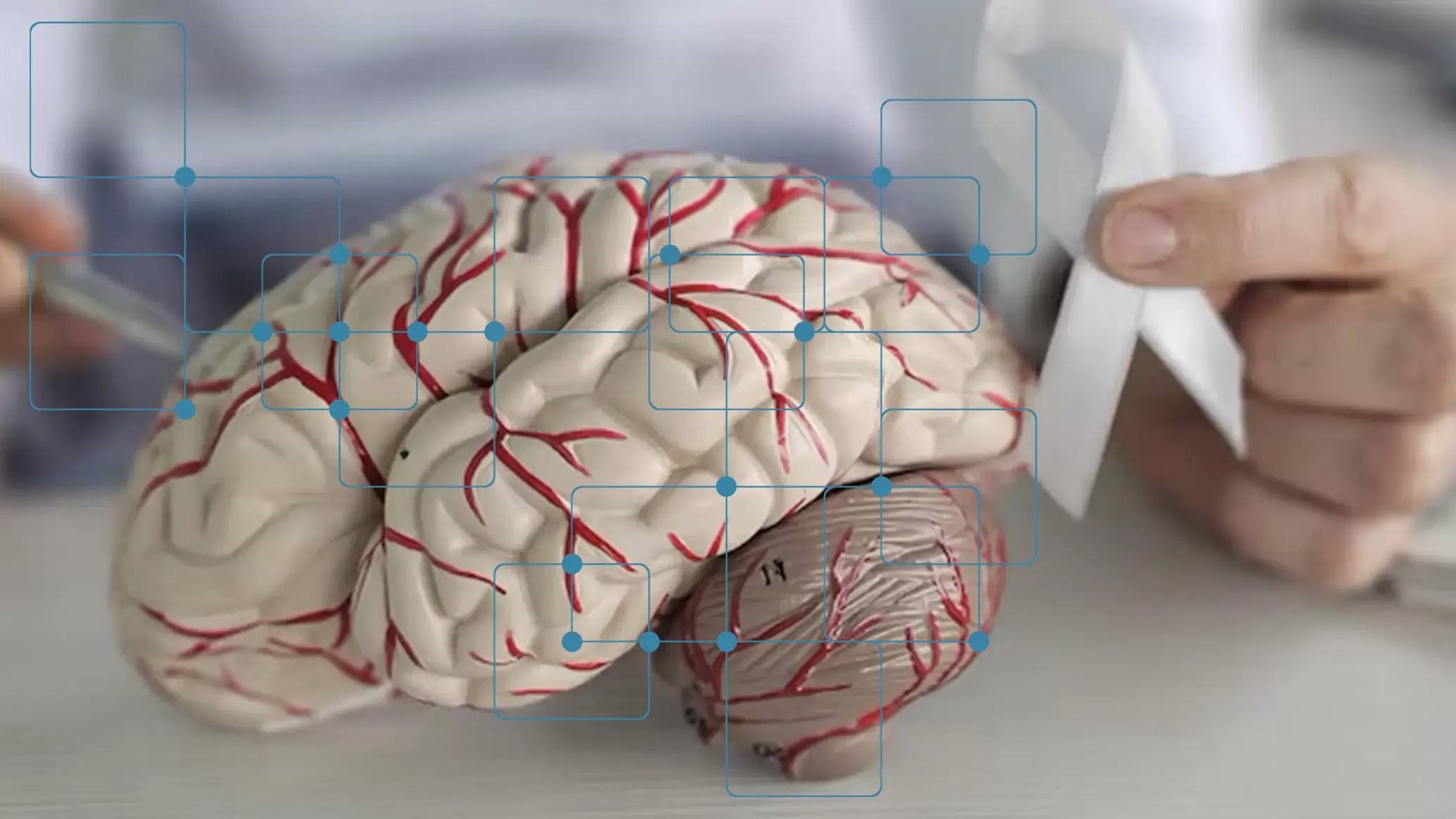Creatine for Cognitive Function and Brain Health: What 16 RCTs and the Muscle-Brain Axis Show