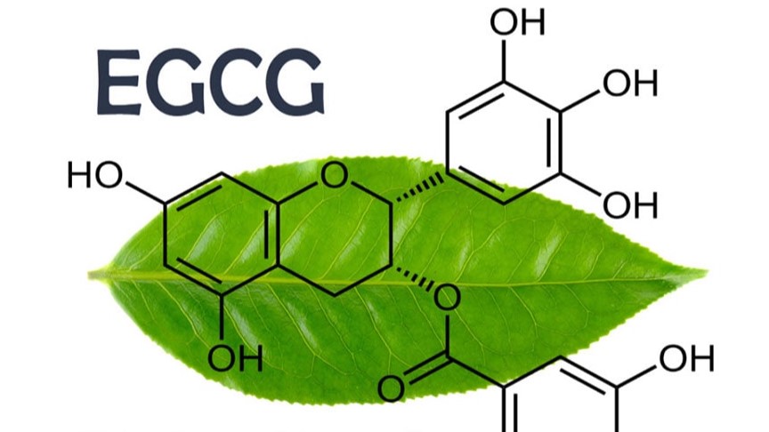 EGCG Explained: The Active Compound in Green Tea Extract and How It Works