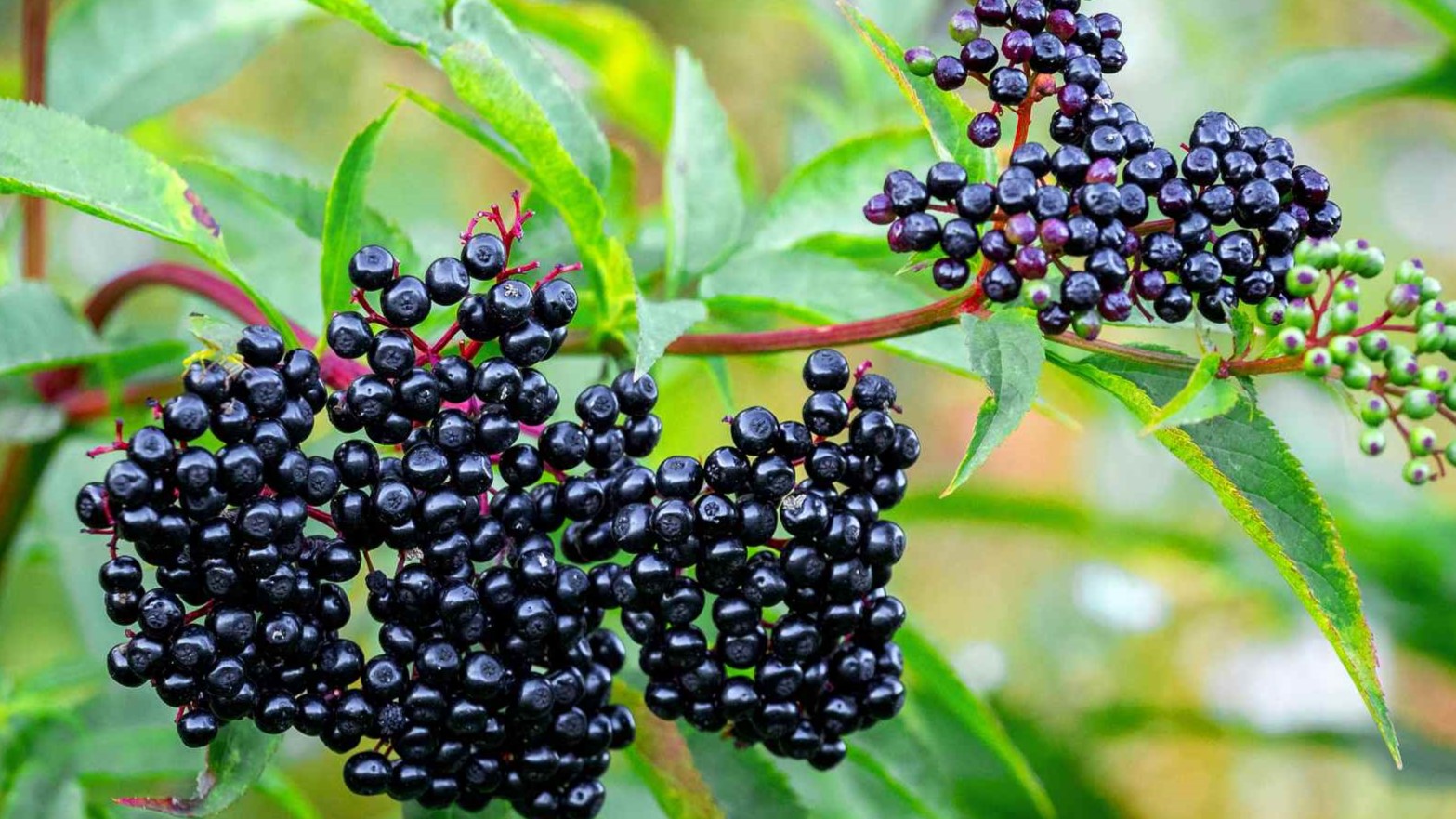Elderberry for Immune Health: Anthocyanins, Antiviral Mechanisms and the RCT Evidence
