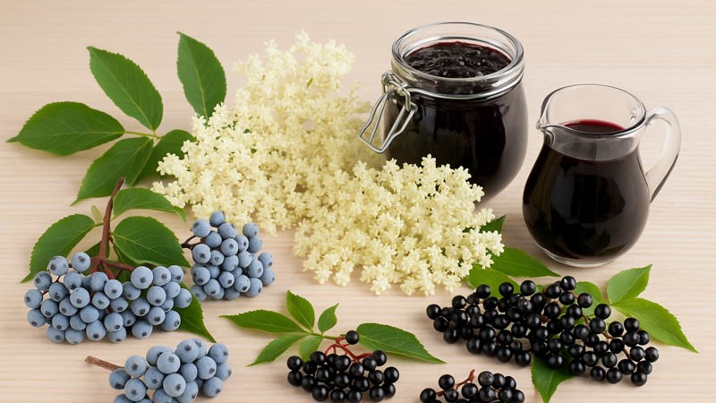 Elderberry for Colds and Flu: What the Randomised Trials Actually Show