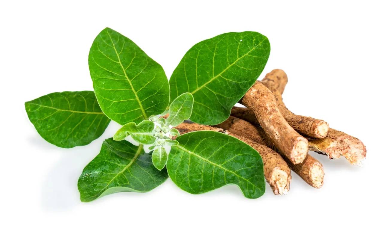 KSM-66 vs Sensoril vs Shoden: Which Ashwagandha Extract Does the Research Support?