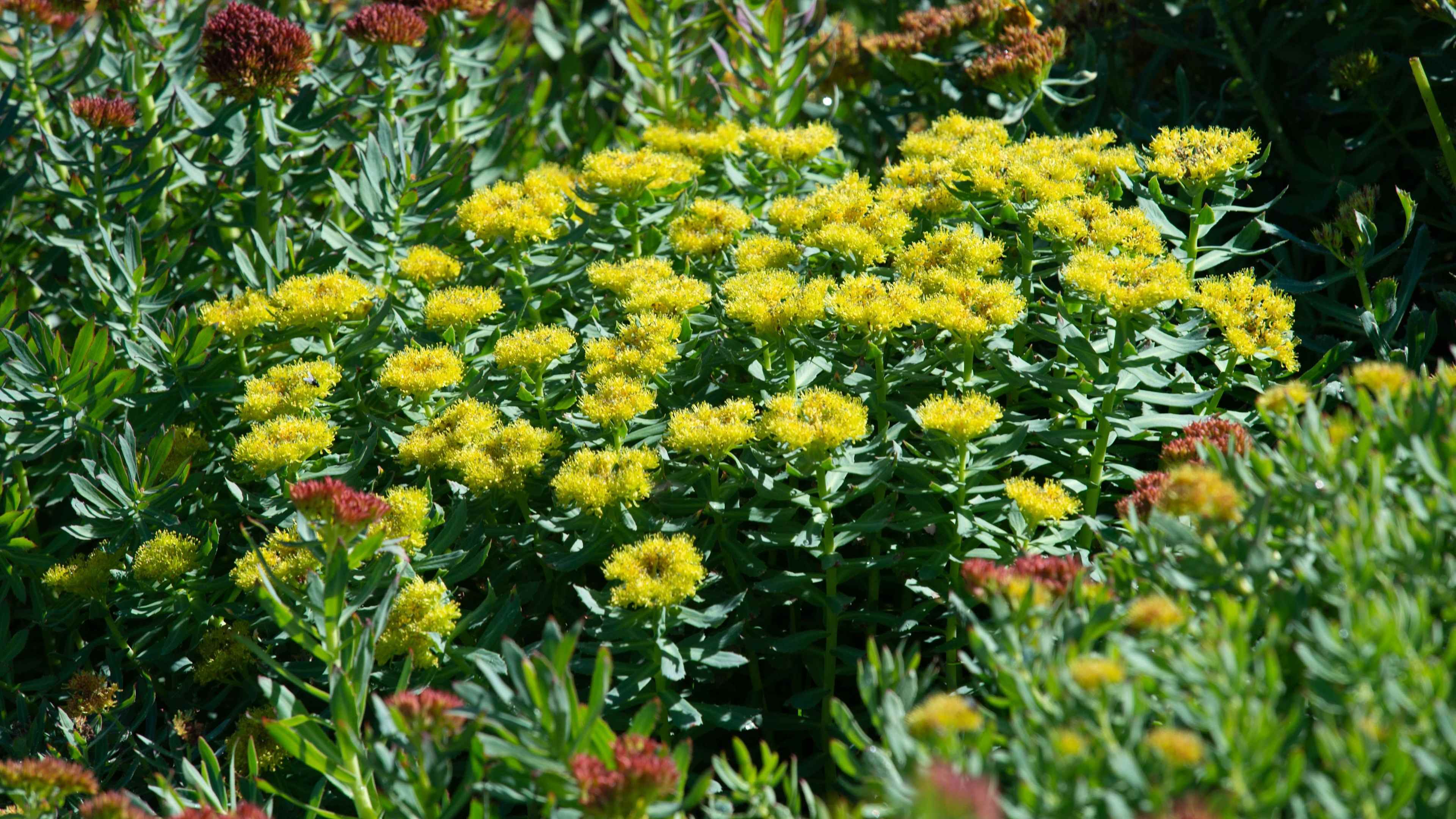 Rhodiola Rosea for Anxiety and Stress Resilience: Cortisol Modulation and the Clinical Evidence