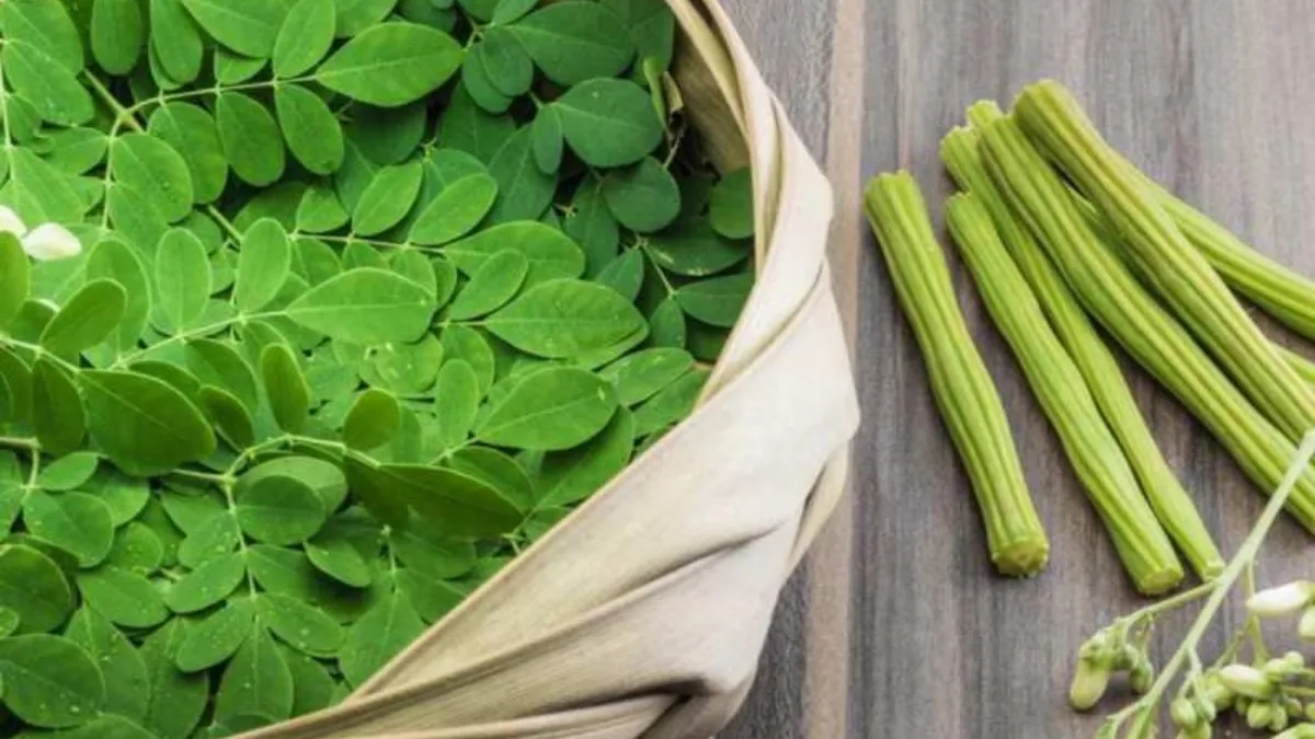 Moringa for Gut Health: Prebiotic Activity, Intestinal Barrier and Microbiome Evidence