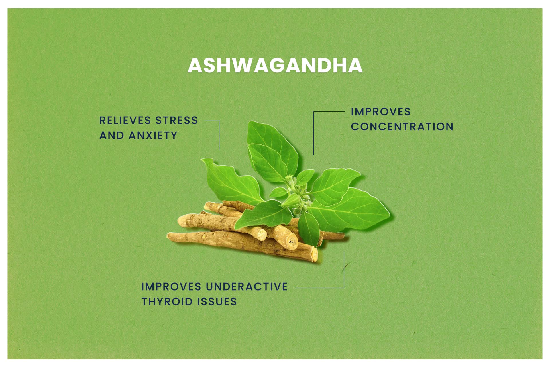 Ashwagandha for Anxiety: KSM-66 Clinical Evidence, Cortisol Reduction and Dosage Guide