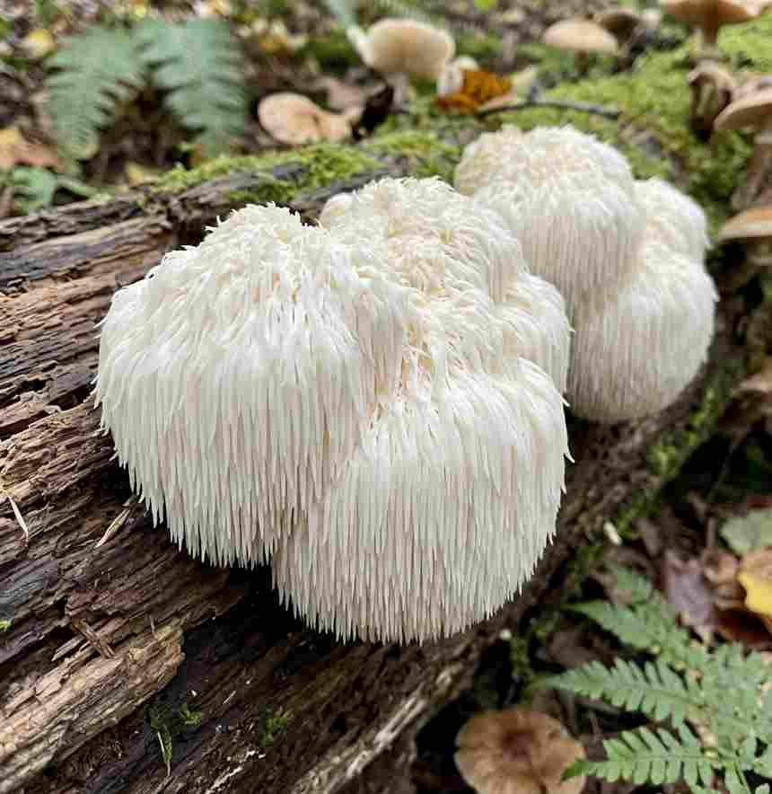 Lions Mane Mushroom