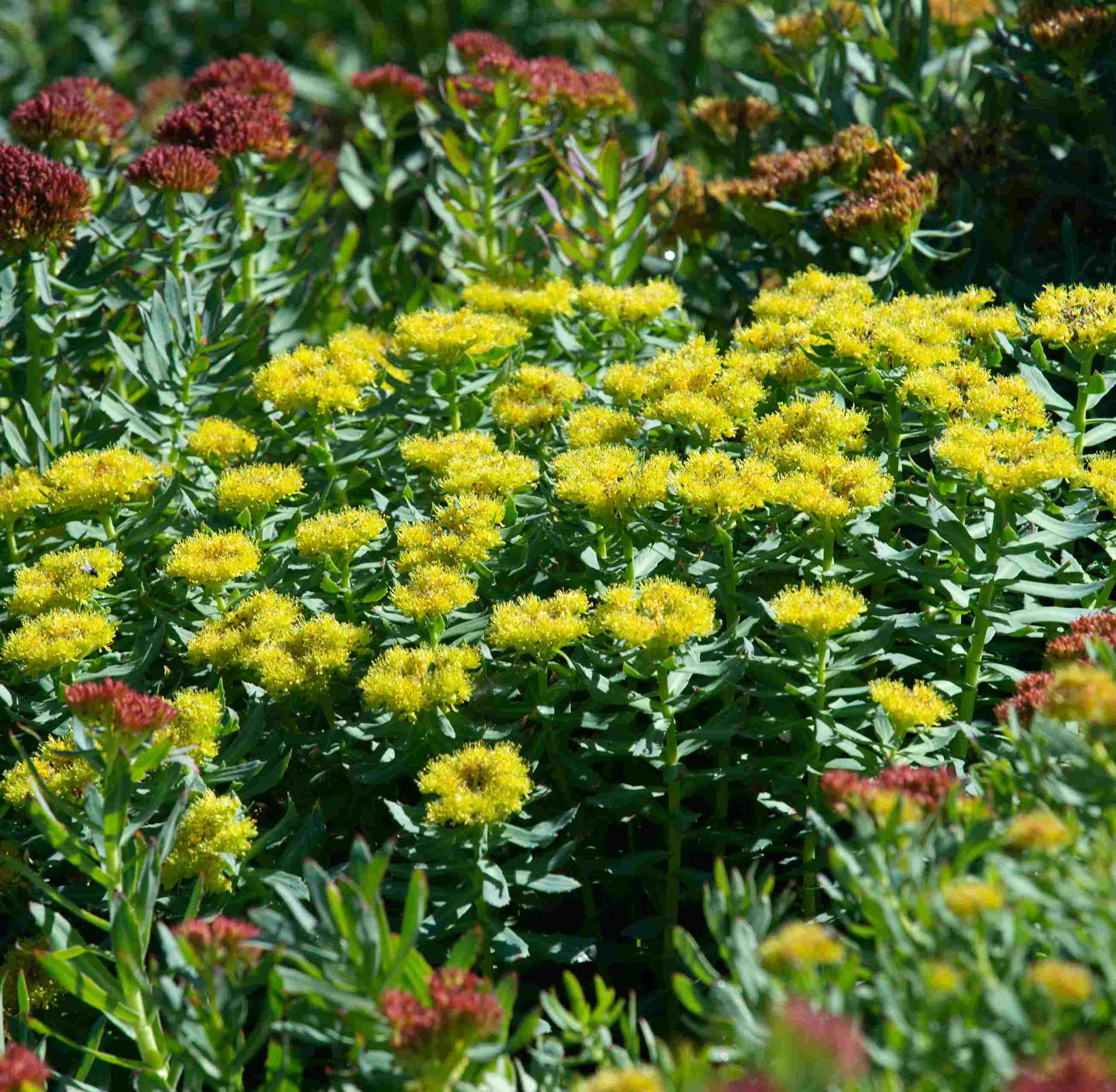 Rhodiola Rosea